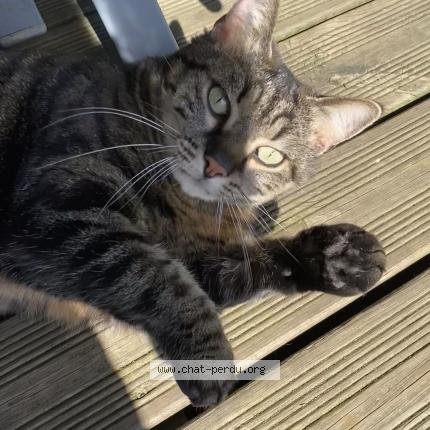 Photo 1/2 Mia Chat perdu à Alencon