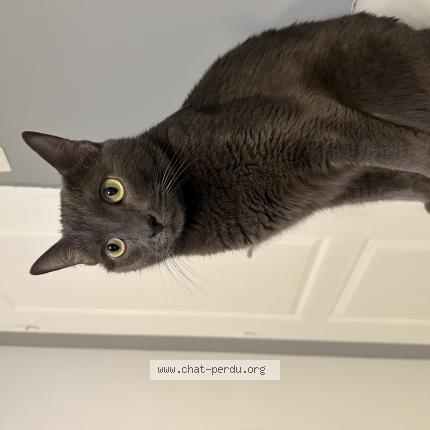 Photo de chat perdu à La Garde