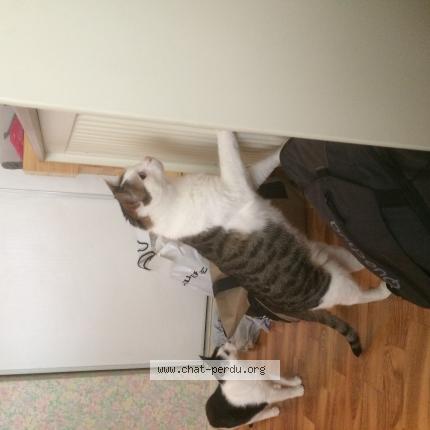 Photo 1/1 Hadès Chat perdu à Oullins