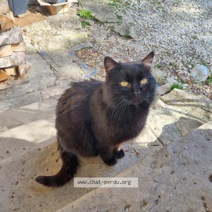Photo de chat perdu à Droisy
