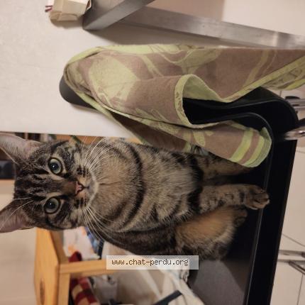 Photo de chat perdu à Oree D Anjou