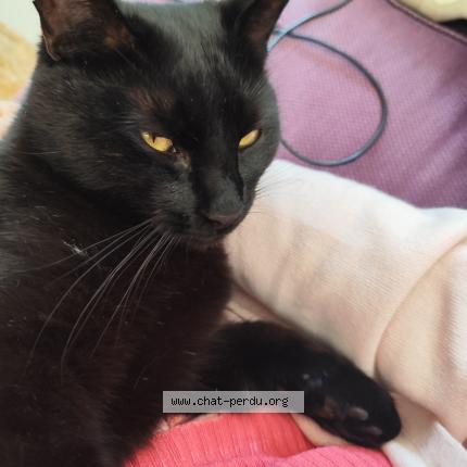 Photo 1/1 Chat retrouvé Perdu à Le Cellier