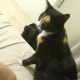 Photo de chat perdu à Northcliff