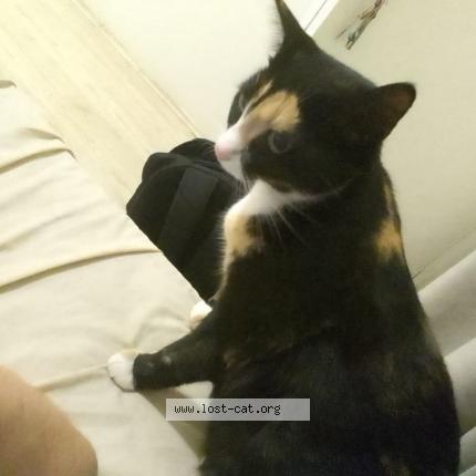 Photo 1/1 Marble Chat perdu à Northcliff