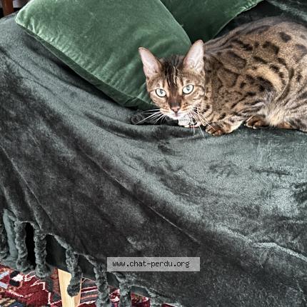 Photo 1/1 Misia dite « Mimise » Chat perdu à Redon