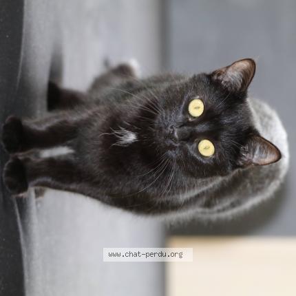 Photo 1/1 Olive Chat perdu à Erstein