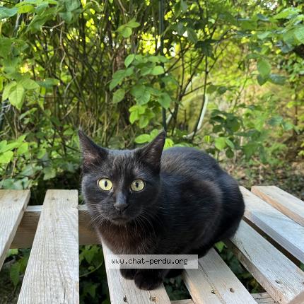 Photo de chat perdu à Clamart