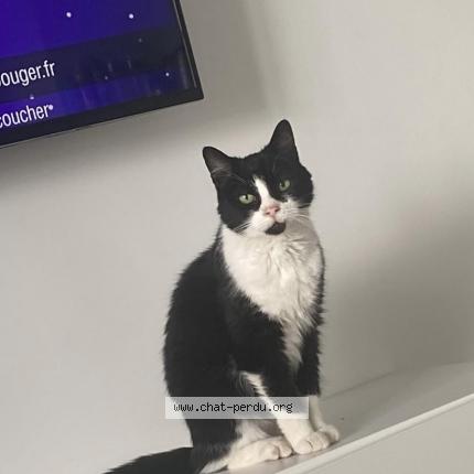 Photo de chat perdu à Veigne Les Gues