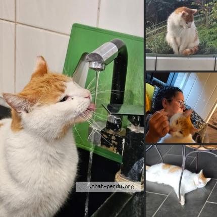 Photo de chat perdu à Halinghen