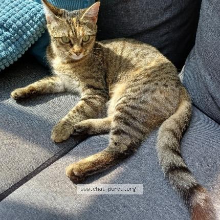 Photo 1/1 Mina Chat perdu à Nantes