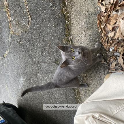 Photo 1/1 Chat retrouvé Trouvé à Tours