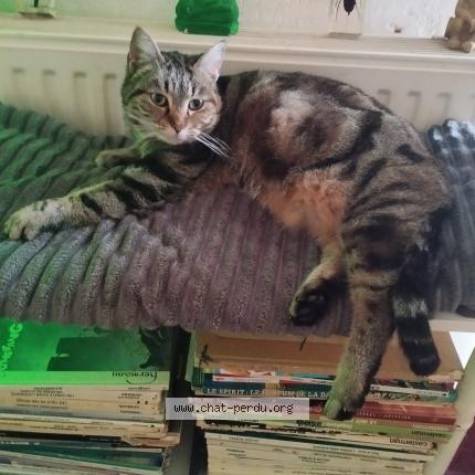 Photo 1/1 Touffe Chat perdu à Saintes