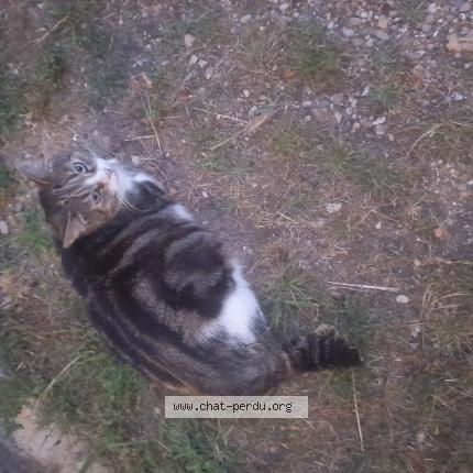 Photo 1/1 peaky Chat perdu à Montauban