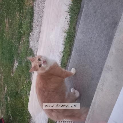 Photo 1/1 Chat retrouvé Trouvé à Witry Les Reims