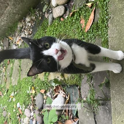 Photo de chat trouvé à Avranches