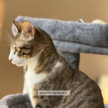 Photo de chat perdu à Bretigny