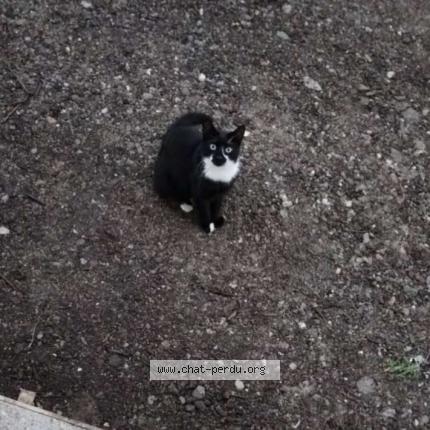 Photo 1/1 Chat retrouvé Perdu à Argenteuil