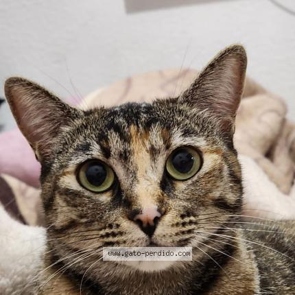 Photo 1/1 Mich Chat perdu à Mexico