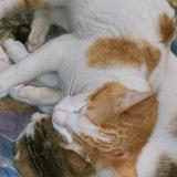 Photo de chat perdu à Rwp