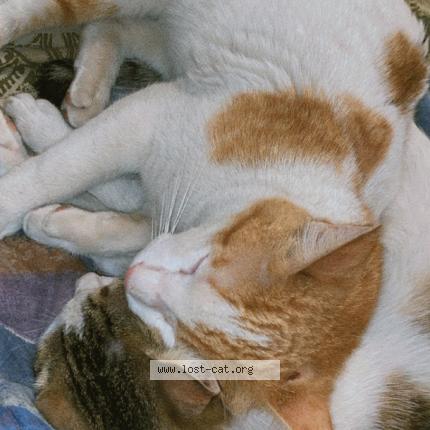 Photo 1/1 Simba Chat perdu à Rwp