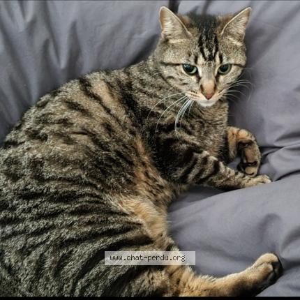 Photo 1/1 Stella Chat perdu à Toulenne