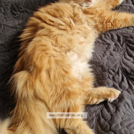 Photo de chat perdu à Sermentizon