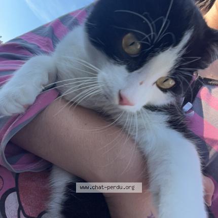 Photo 1/2 Muisa Chat perdu à Richwiller