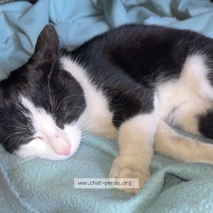 Photo 2/2 Muisa Chat perdu à Richwiller