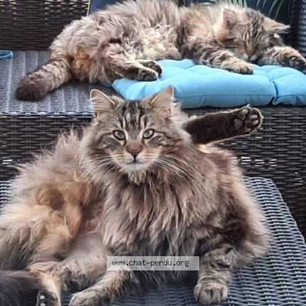 Photo 1/1 Gluglu Chat perdu à Beauvoisin