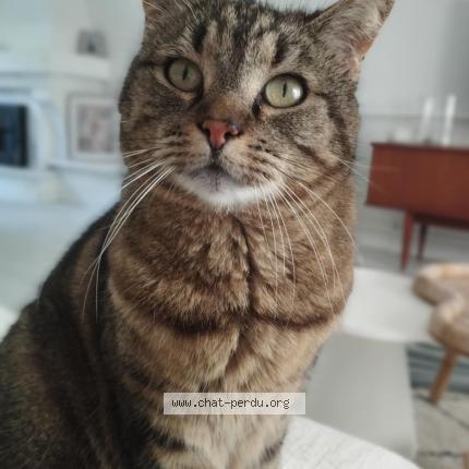 Photo 1/1 Princesse Chat perdu à Oree d anjou