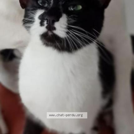 Photo 1/1 SUSHI Chat perdu à Tavernes