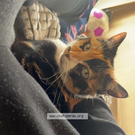 Photo 1/1 Joy Chat perdu à Saint jeannet