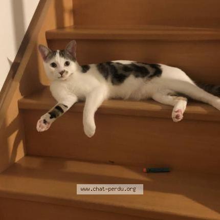 Photo 1/1 Uno Chat perdu à Boutigny sur essonne