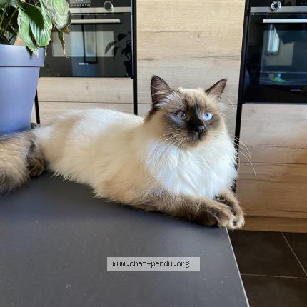 Photo 1/1 Ulysse Chat perdu à Bieville beuville