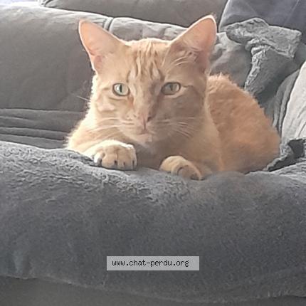 Photo 1/1 Garfield Chat perdu à Arbanats