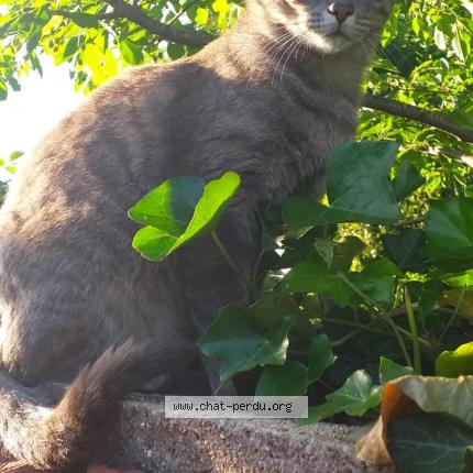 Photo 1/1 Mango Chat perdu à Antony