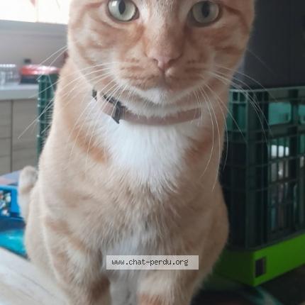 Photo 1/1 Muriel Ferragu Chat perdu à Arbanats