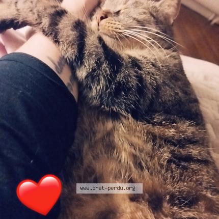 Photo 1/1 Chat retrouvé Perdu à Sauvigny Les Bois