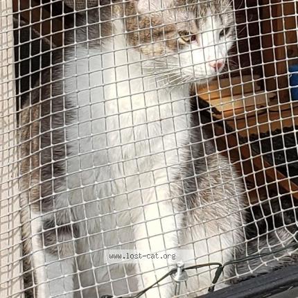 Photo 1/1 Misty Chat perdu à Goderich ontario or blyth ontar