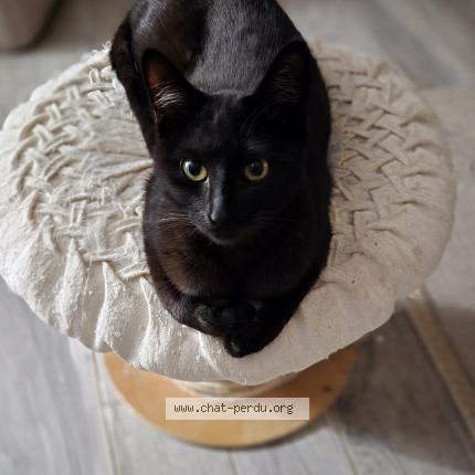 Photo 1/1 Loki Chat perdu à Treauville