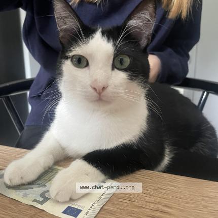 Photo 1/1 Uno Chat perdu à Livron