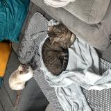 Photo de chat trouvé à Beny