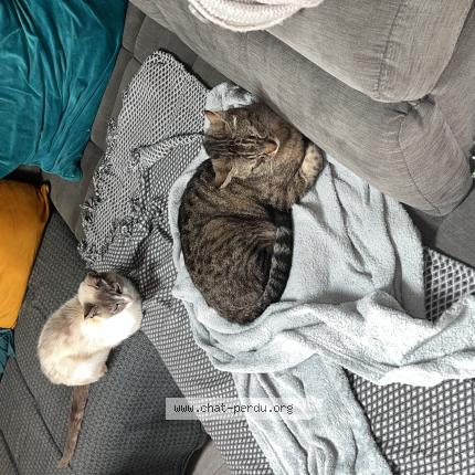 Photo 1/1 Chat retrouvé Trouvé à Beny