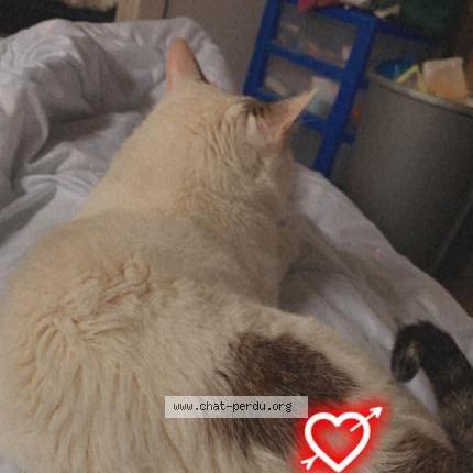 Photo 1/1 Jaime Chat perdu à Rantigny