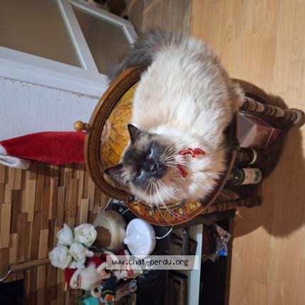 Photo de chat perdu à Antibes