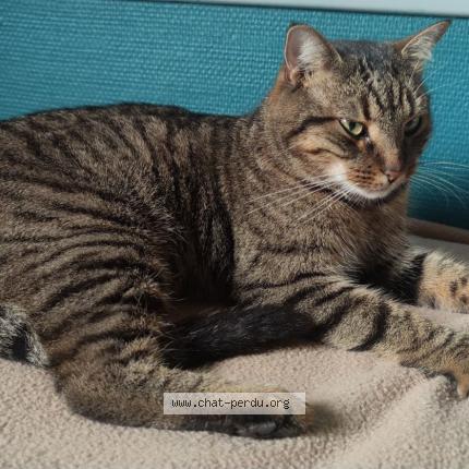 Photo 1/1 Syrius Chat perdu à Saint nizier le bouchoux