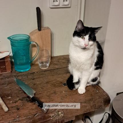 Photo 1/1 Oreo Chat perdu à Mont saint aignan