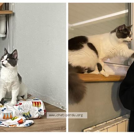 Photo de chat perdu à Carquefou