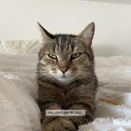 Photo 1/1 Paco Chat perdu à Genech