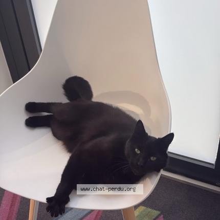 Photo 1/1 Bobby Chat perdu à Tours